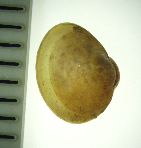 Pisidium?